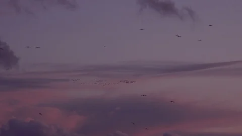 Pink light Geese in migration wintertime England 4k Stockbeeldmateriaal 117869100