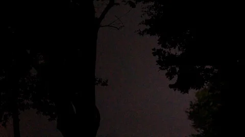 Pink Lightning Strikes in the Sky, view from the Forest Stock Footage 112632142