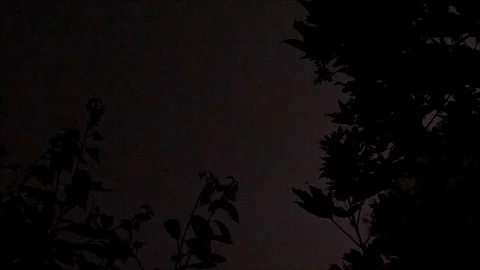 Pink Lightning Strikes in the Sky, view from the Forest Stock Footage 112632282