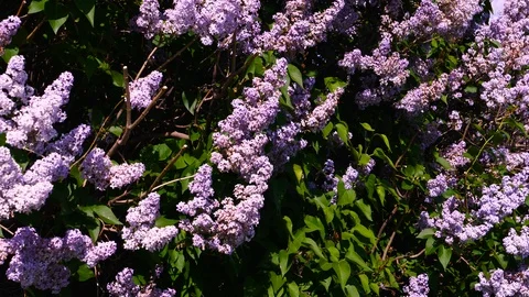 Pink lilac bloomed in summer Stock Footage 108943017