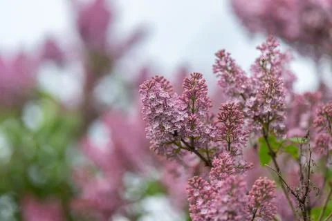 Pink lilac macro texture study, sharp petal detail and subtle pollen, scien.. Stock Photos