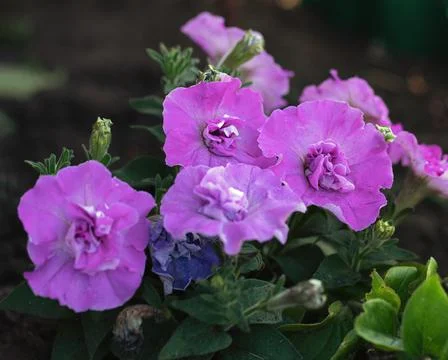 Pink-lilac multi-flowered terry petunia in garden Stock Photos