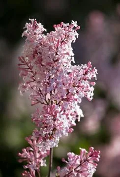 Pink lilac Stock Photos