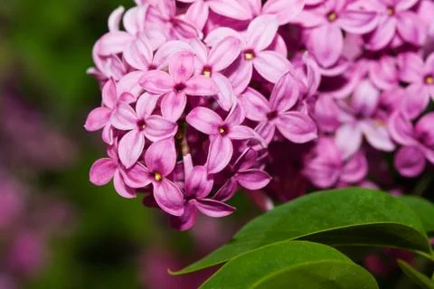 Pink lilac Stock Photos