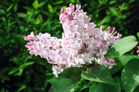 Pink Lilac Stock Photos