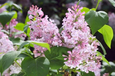 Pink Lilac Stock Photos