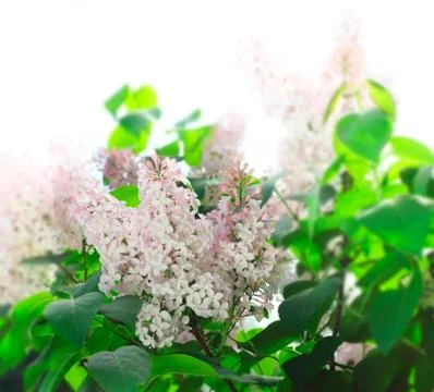 Pink Lilac 库存照片