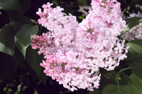 Pink Lilac 스톡 사진