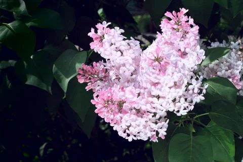 Pink Lilac Stock Photos