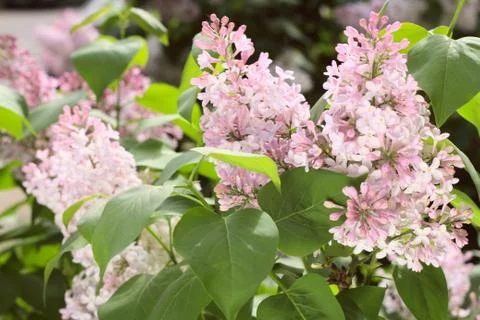 Pink Lilac Stock-Fotos