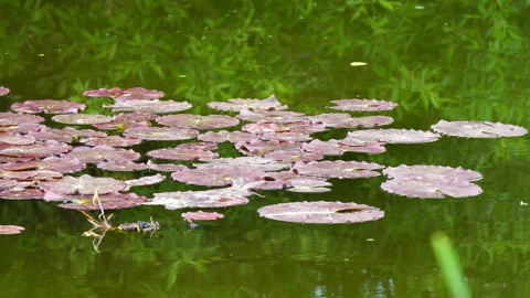 Pink lilies are spread on the surface of the lake leaves and bloom beautifully. 動画素材 103460545