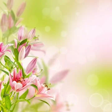 Pink lilies background Stock Illustration