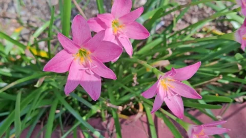 Pink lilies blown by the wind Stock Footage 280248384