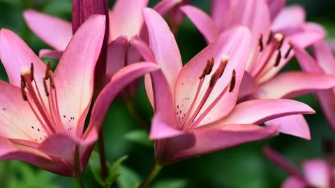 Pink lilies close up Stock Footage 148011028