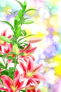 Pink lilies close up Stock Photos