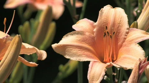 Pink Lilies Stock Footage 146939