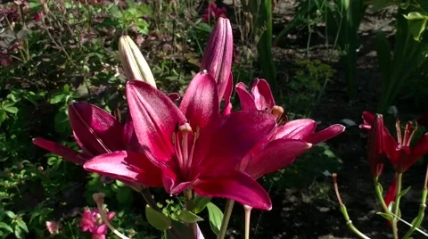 Pink lilies Video stock 52280333