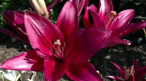 Pink lilies Video stock 52285292