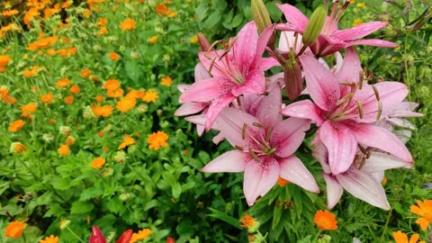 Pink lilies in the garden 動画素材 340174698