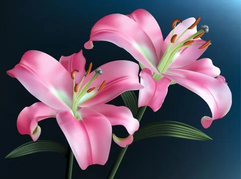 Pink lilies Stock Illustration