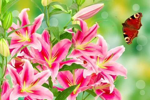 Pink lilies Stock Photos