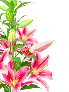 Pink lilies Stock Photos