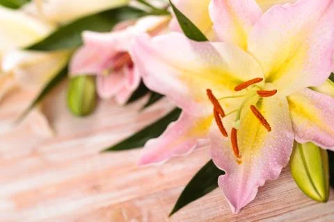 Pink lilies. Stock Photos