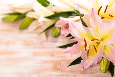 Pink lilies. Stock Photos