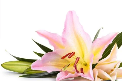 Pink lilies. Stock Photos