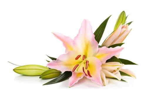 Pink lilies. Stock Photos