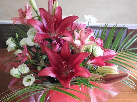 Pink lilies Stock Photos