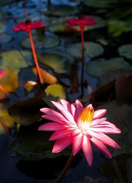 Pink lilies Stock Photos
