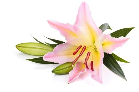 Pink liliy. Stock Photos