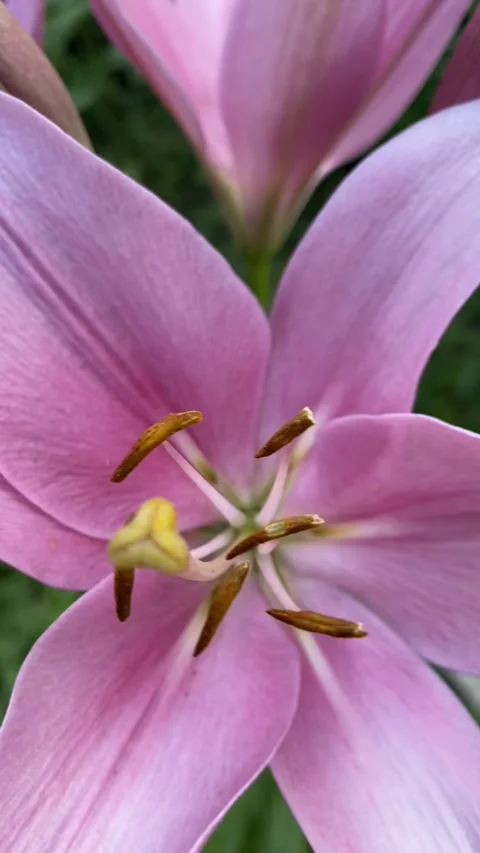 Pink Lilly Video stock 252457890