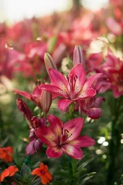 Pink Lilly Stock Photos