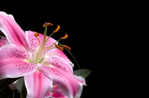 Pink lilly Stock Photos