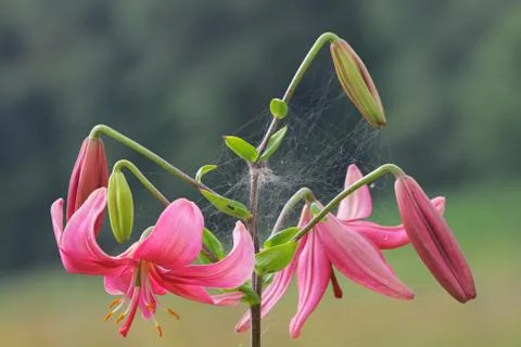 Pink lilly Stock Photos