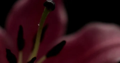 Pink lily on black background Video stock 84138291