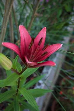 Pink lily in bloom Stock Photos