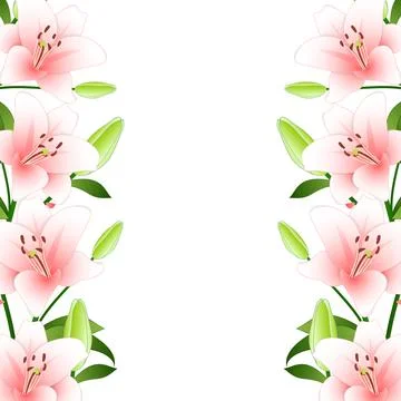 Pink Lily Border on White Background Stock Illustration