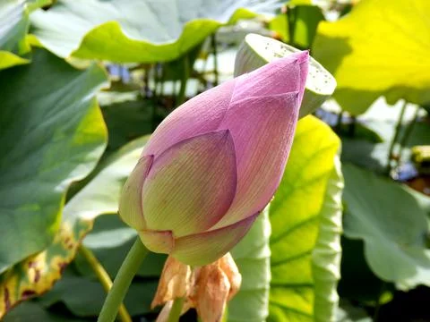 Pink Lily Bud Stock Photos