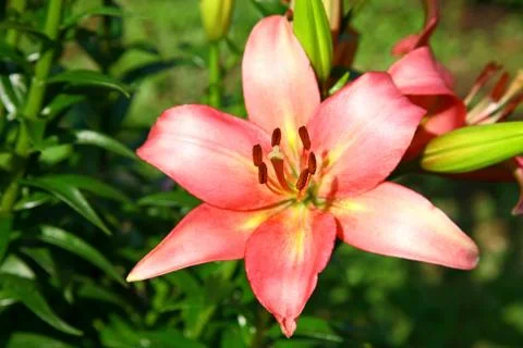 Pink lily in the evening light Stock Photos