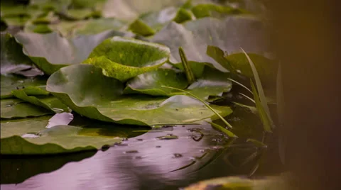 Pink lily flower Stock-Footage 38565261