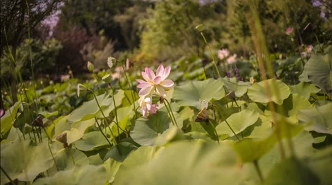 Pink lily flower 動画素材 38567570