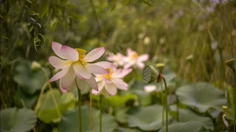 Pink lily flower 動画素材 38568346