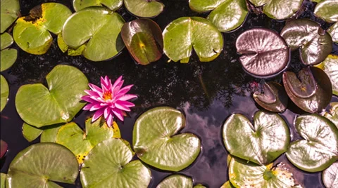 Pink lily flower 動画素材 38569249
