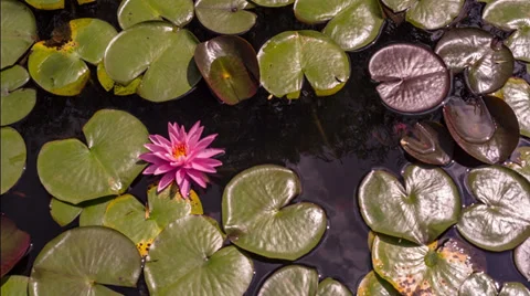 Pink lily flower 動画素材 38569832