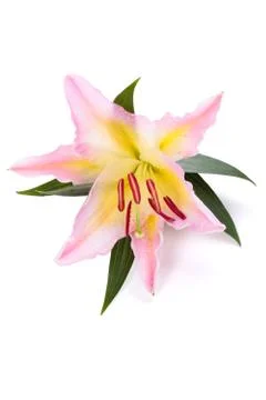 Pink lily flower. Stock Photos