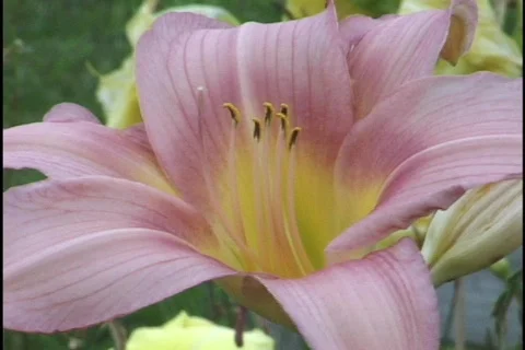 Pink Lily  Stock-Footage 298160