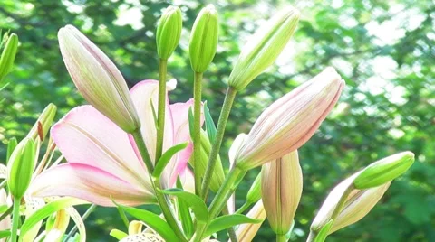 Pink Lily Stock Footage 7901051
